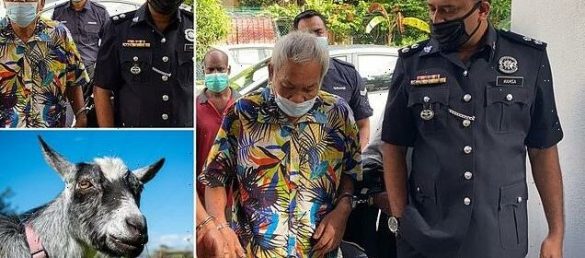 Malaysian Man Who Had Sex With Goat Goes On Trial And Faces Years